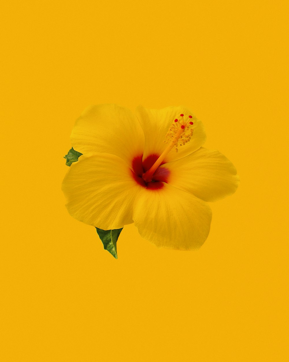 Hibisco amarillo en flor foto de primer plano