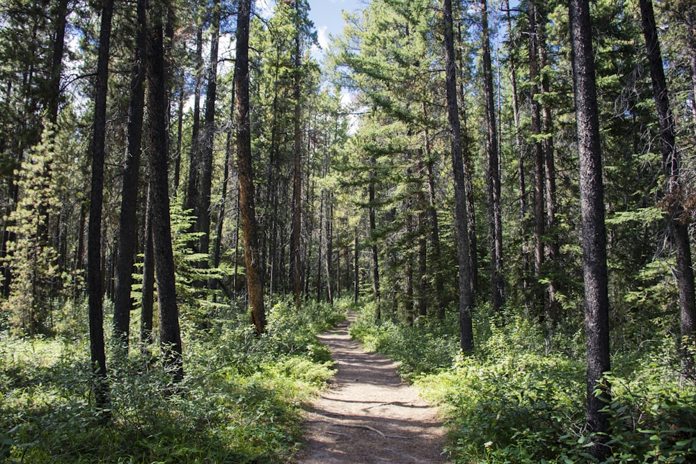 pathway between green trees during daytime