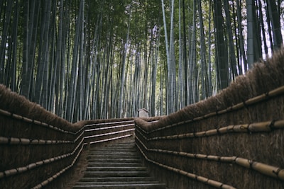 brown wooden stairs between green trees during daytime