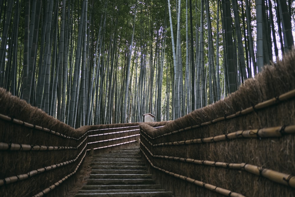 brown wooden stairs between green trees during daytime