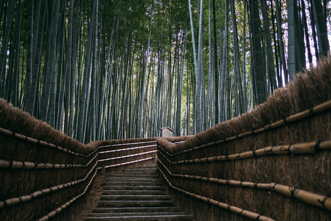 brown wooden stairs between green trees during daytime