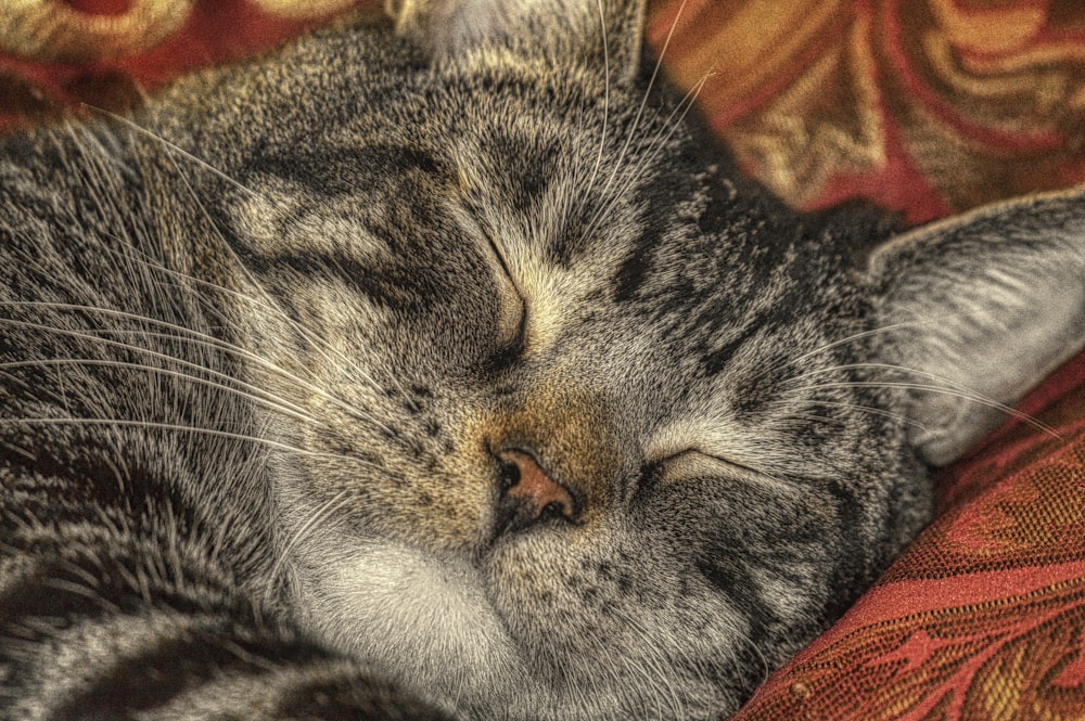 silver tabby cat lying on orange textile