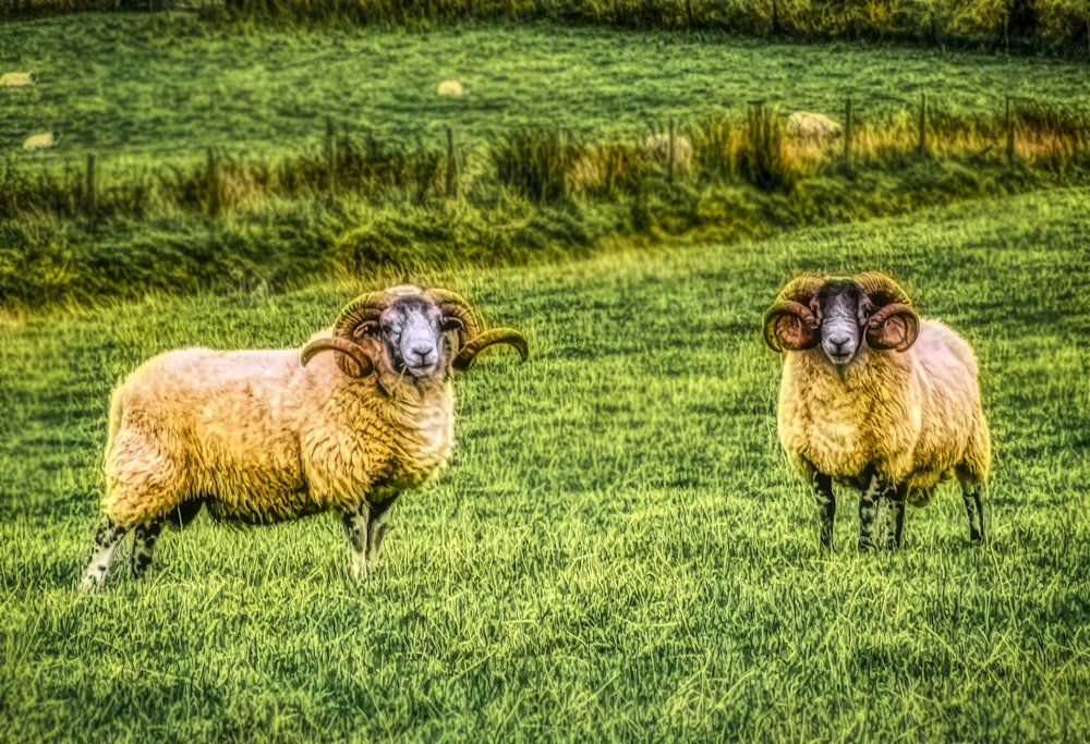 brown sheep on green grass field during daytime