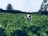 A happy farmer standing in a lush potato field, showcasing healthy plants.
