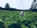 A happy farmer standing in a lush potato field, showcasing healthy plants.