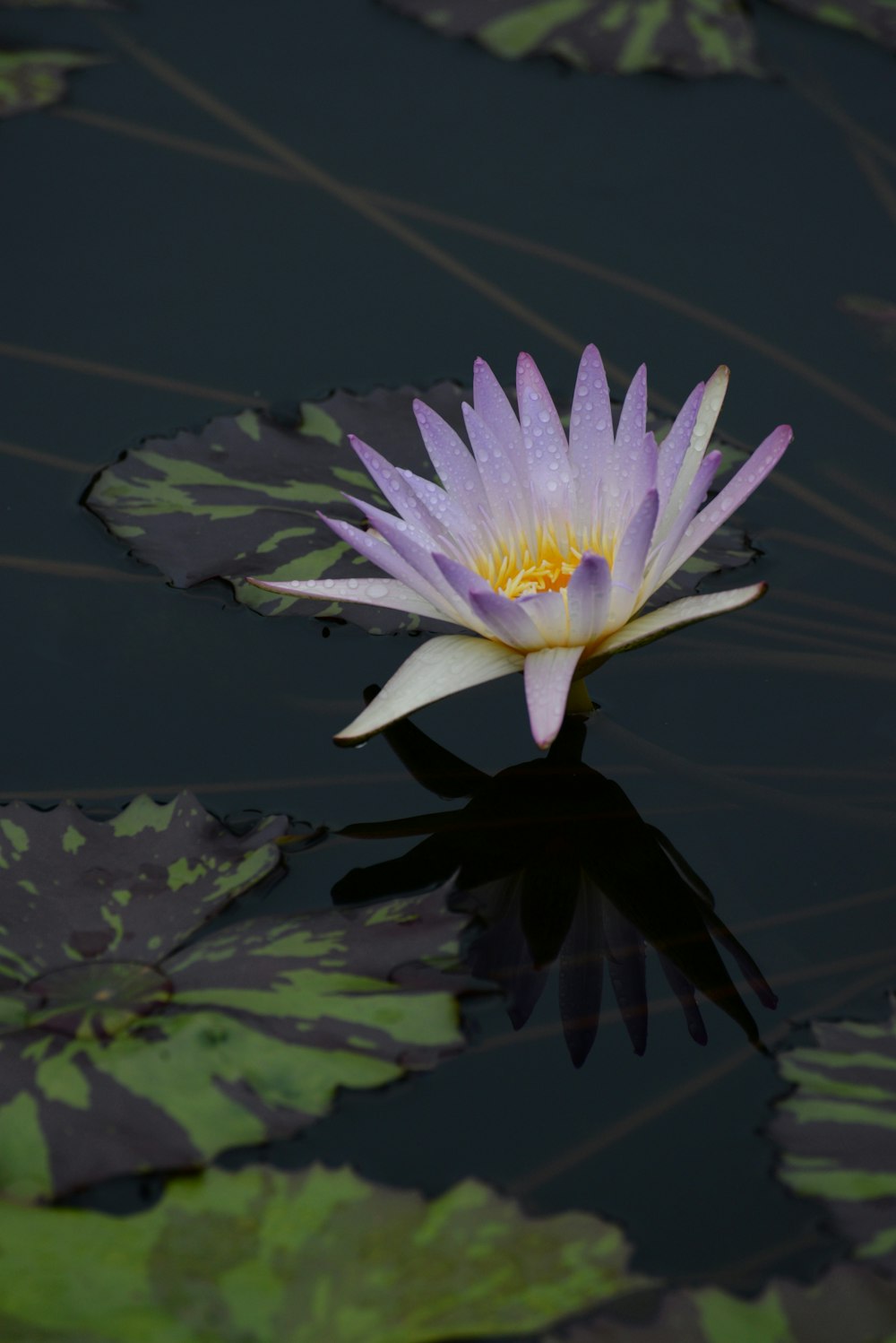 fiore viola e bianco sull'acqua