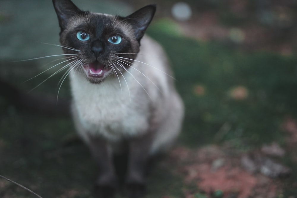 白と黒のショートファーキャット