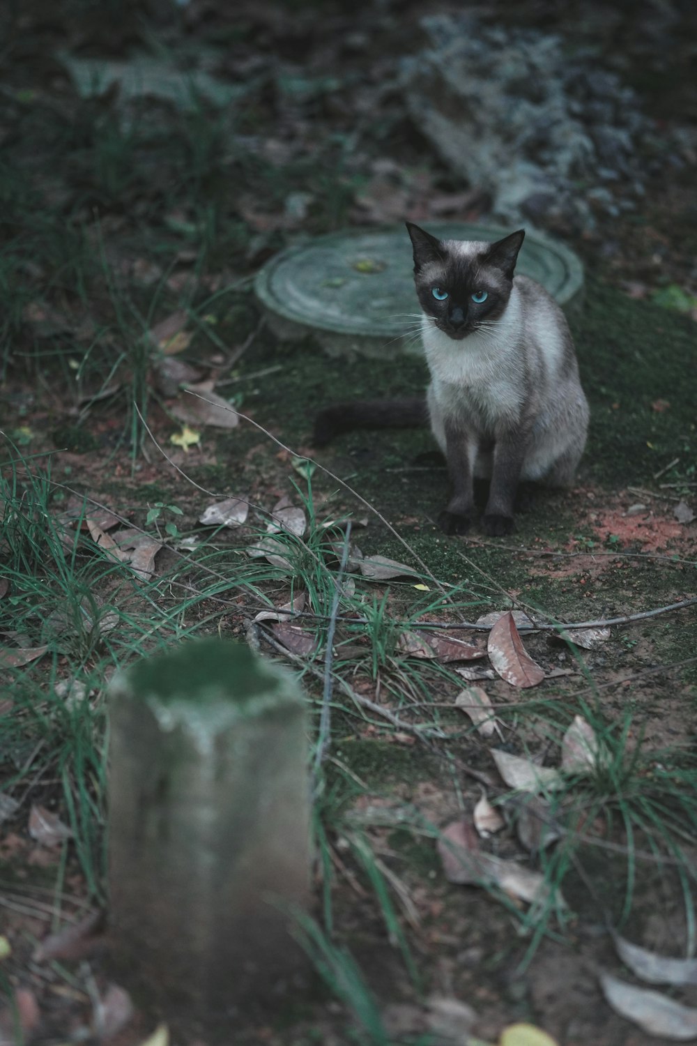 white and black cat on brown dried leaves