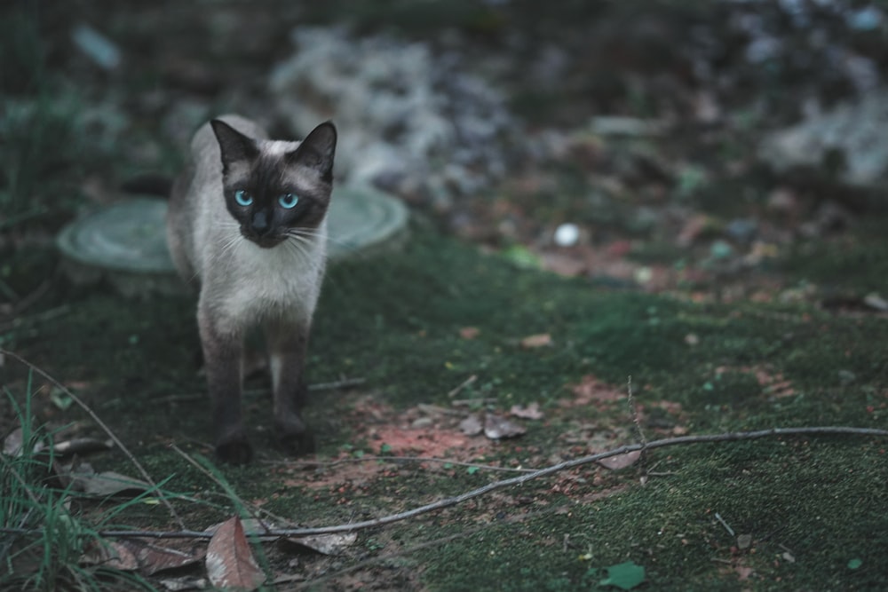 white and black cat on green and brown leaves