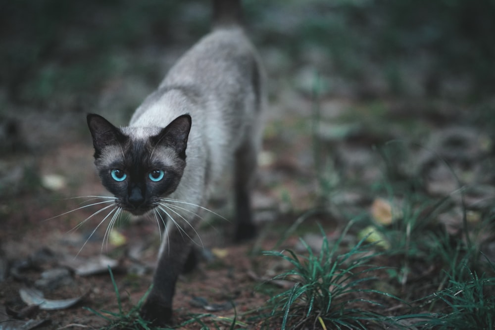 white and black cat on brown grass