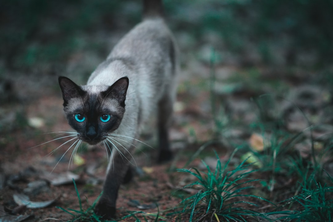 white and black cat on brown grass