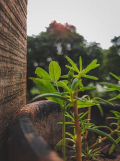 Close-up of fresh green herbs growing in a rustic wooden planter box