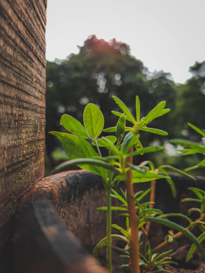 Close-up of healthy young chandan (sandalwood) saplings in natural sunlight.