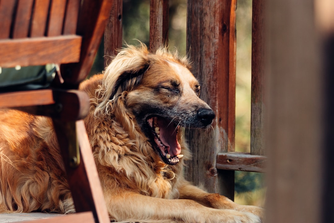 brown and black long coated dog lying on brown wooden bench