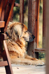 A foster dog and our family sharing a quiet moment on the porch