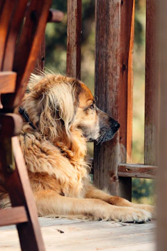 A foster dog and our family sharing a quiet moment on the porch