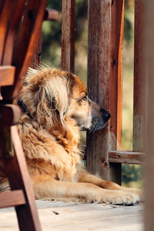 A large, fluffy dog with golden fur resting on a wooden porch. The dog is gazing intently through the wooden railing, appearing relaxed and contemplative. The surrounding area has a warm, natural ambiance with soft light hitting the dog's coat.