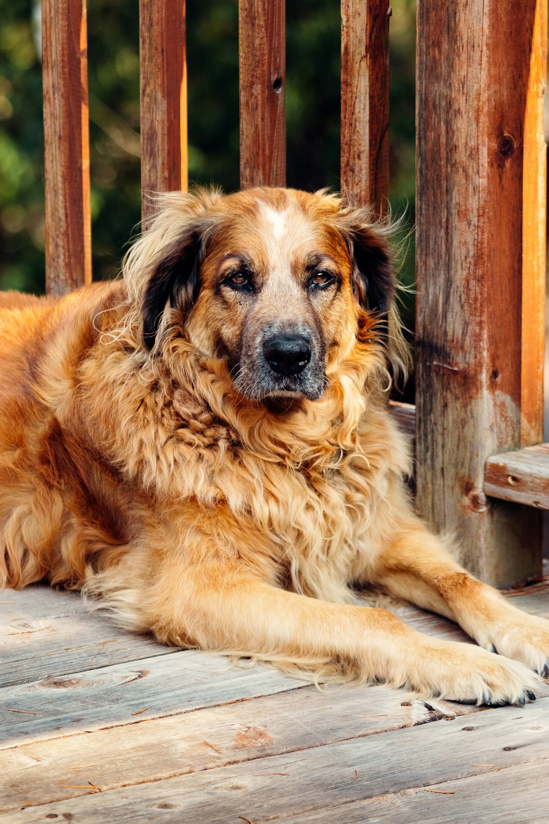 brown and black long coated dog sitting on brown wooden floor during daytime