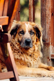 brown and black short coated dog sitting on brown wooden chair