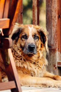brown and black short coated dog sitting on brown wooden chair