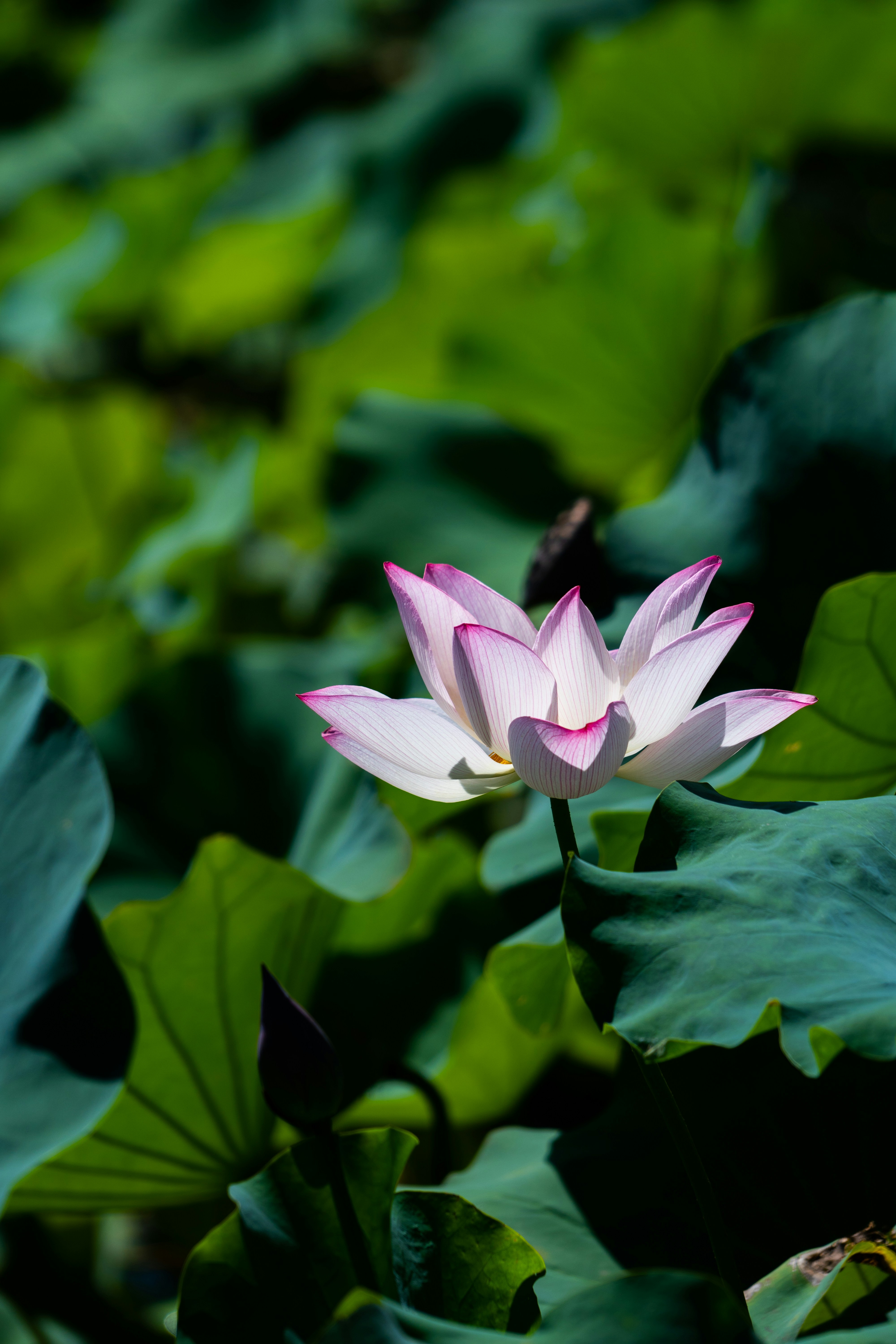 Lotus Flowers Pictures Download Free Images on Unsplash