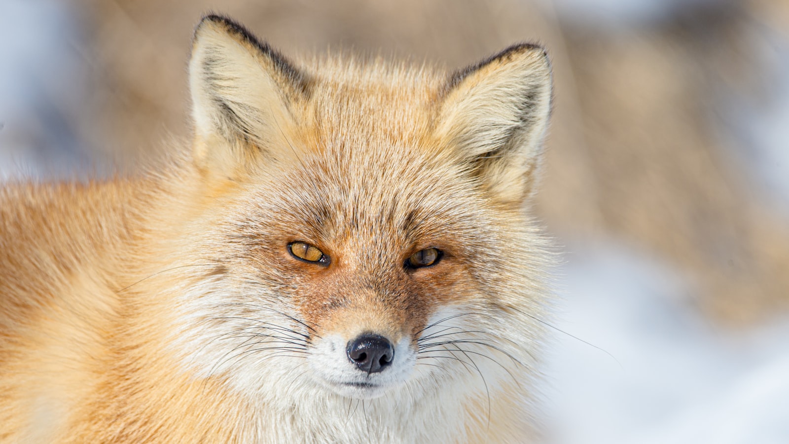 Sigma 150-600mm F5-6.3 DG OS HSM | C sample photo. Brown fox on white photography