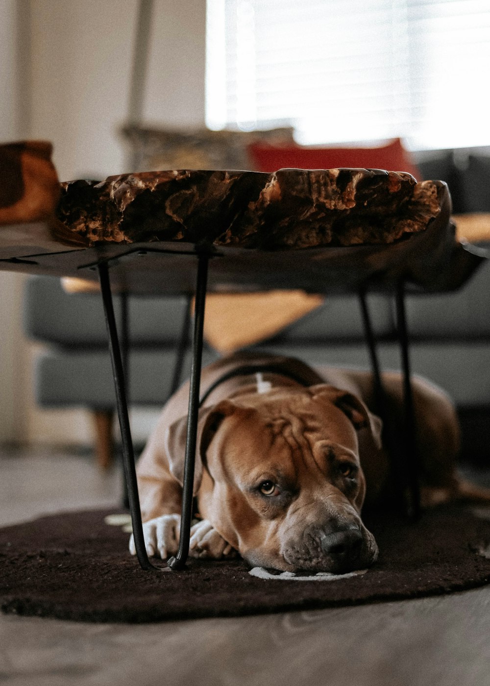brown and white short coated dog under brown wooden table