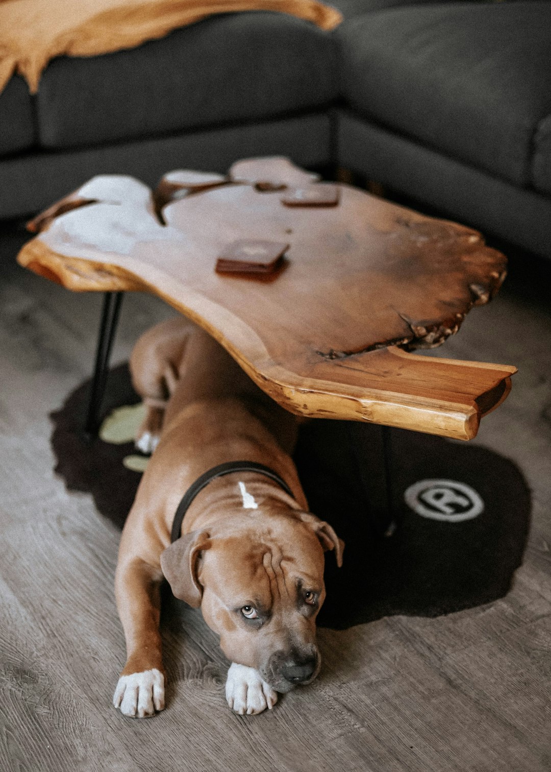 brown short coat medium dog on brown wooden chair