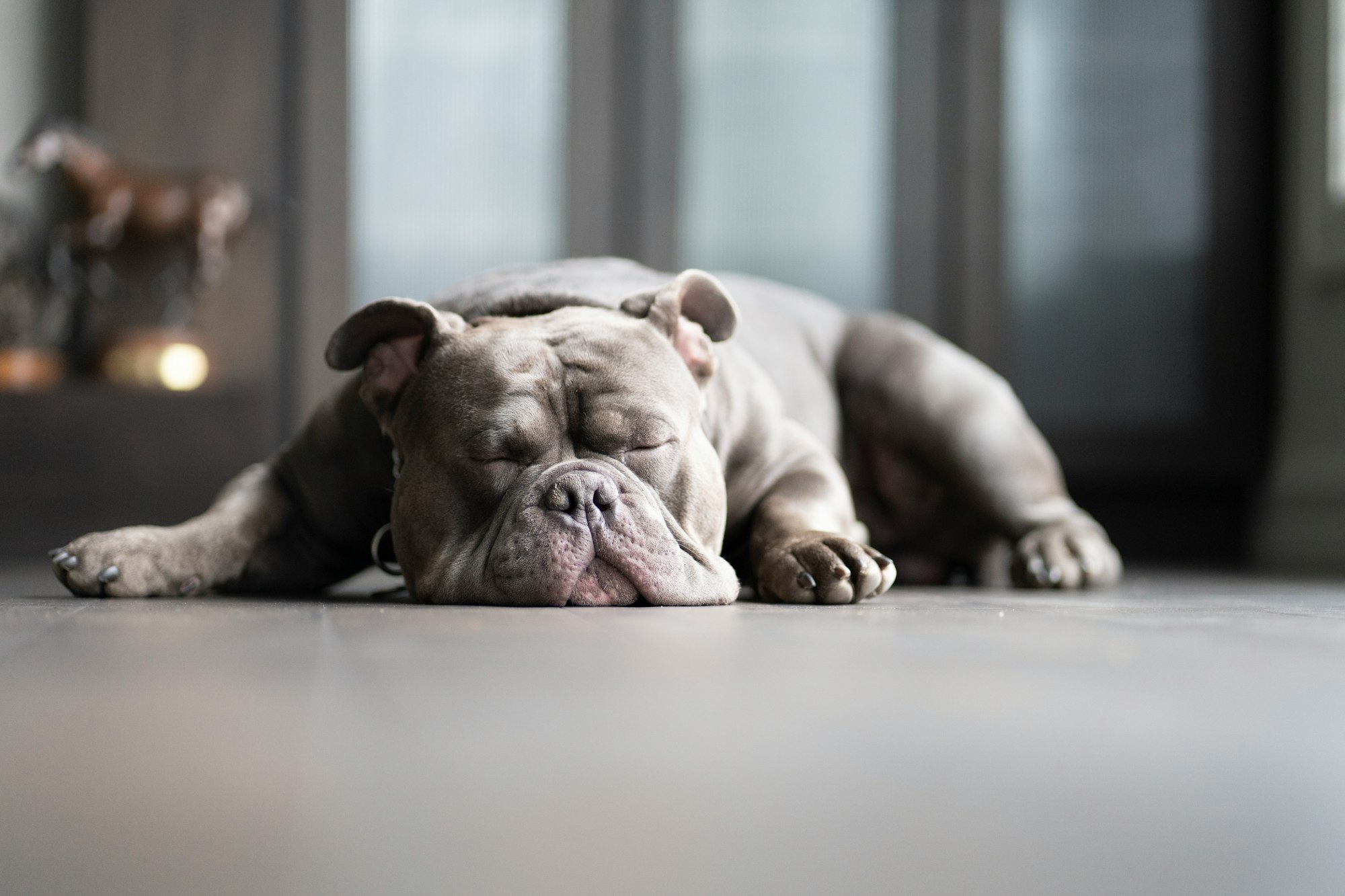 Dog Breathing Fast While Sleeping: Causes & Solutions