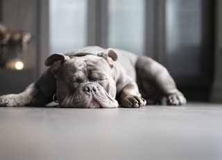 brown and white american pitbull puppy lying on floor