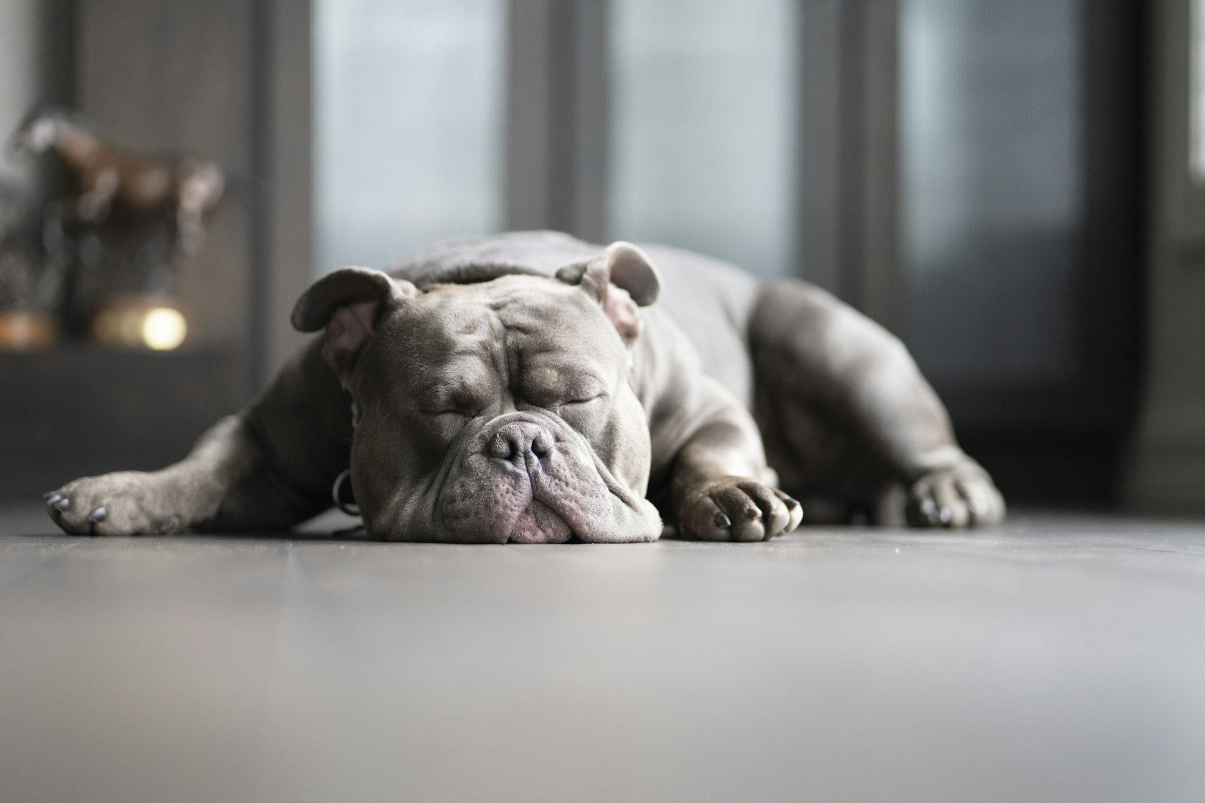 Cucciolo di pitbull americano grigio e marrone mentre sta dormendo sdraiato sul pavimento