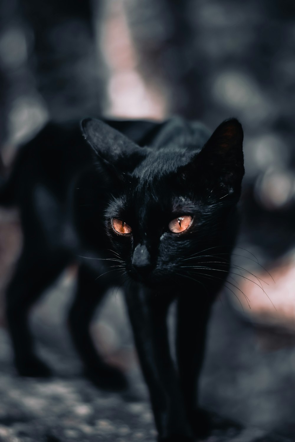 black cat with green eyes