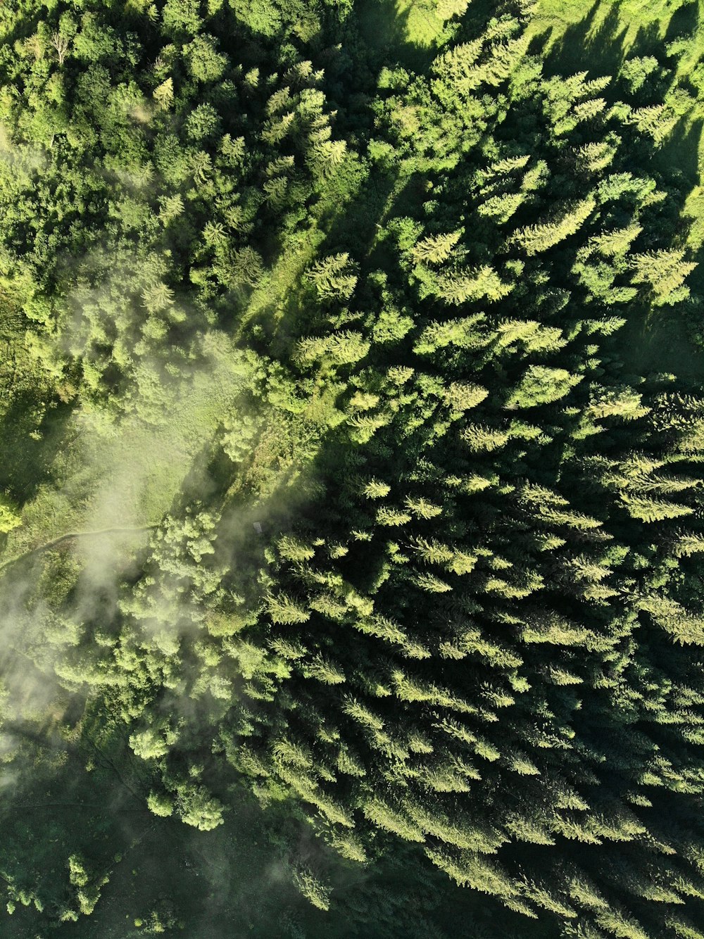 aerial view of green forest during daytime