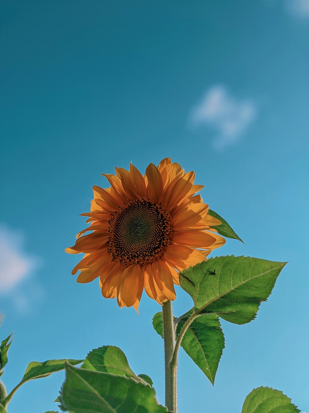 yellow sunflower under blue sky during daytime