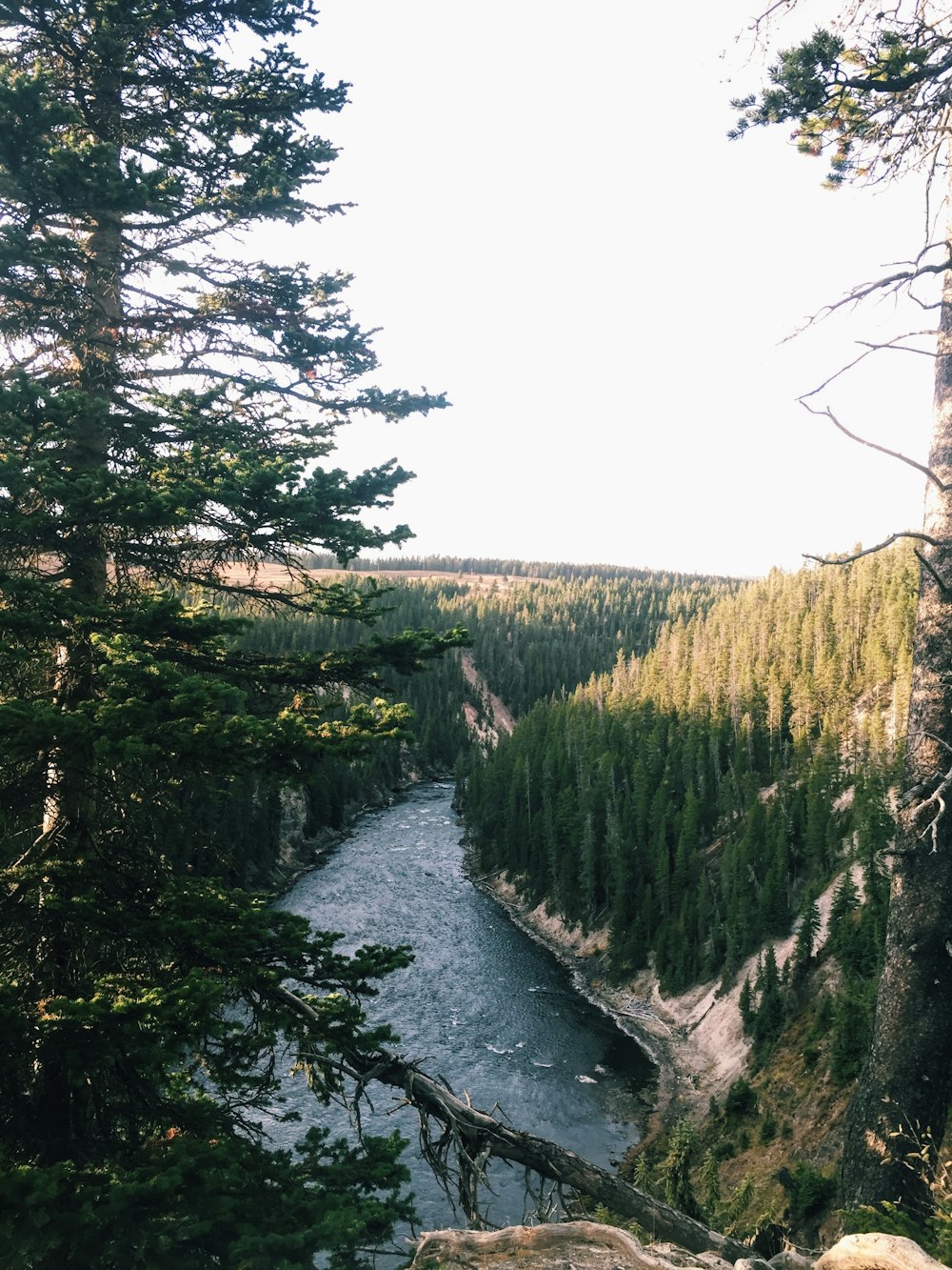 green trees near river during daytime