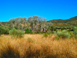 Expansive rural land with rows of eucalyptus trees stretching to the horizon.
