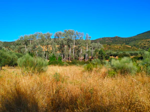Expansive rural landscape with eucalyptus plantations under a clear sky.