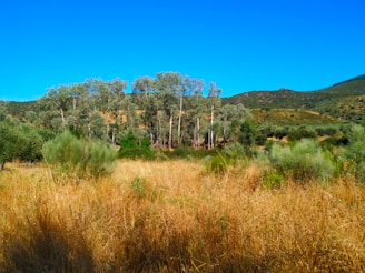 A view of a serene landscape showcasing rows of eucalyptus trees.