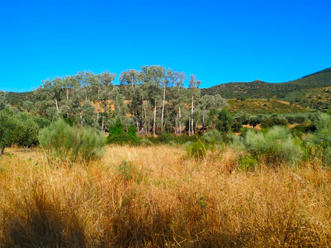 Expansive rural land with rows of eucalyptus trees stretching to the horizon.