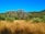 A scenic view of a eucalyptus plantation under a clear blue sky.