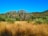 A scenic view of a eucalyptus plantation under a clear blue sky.