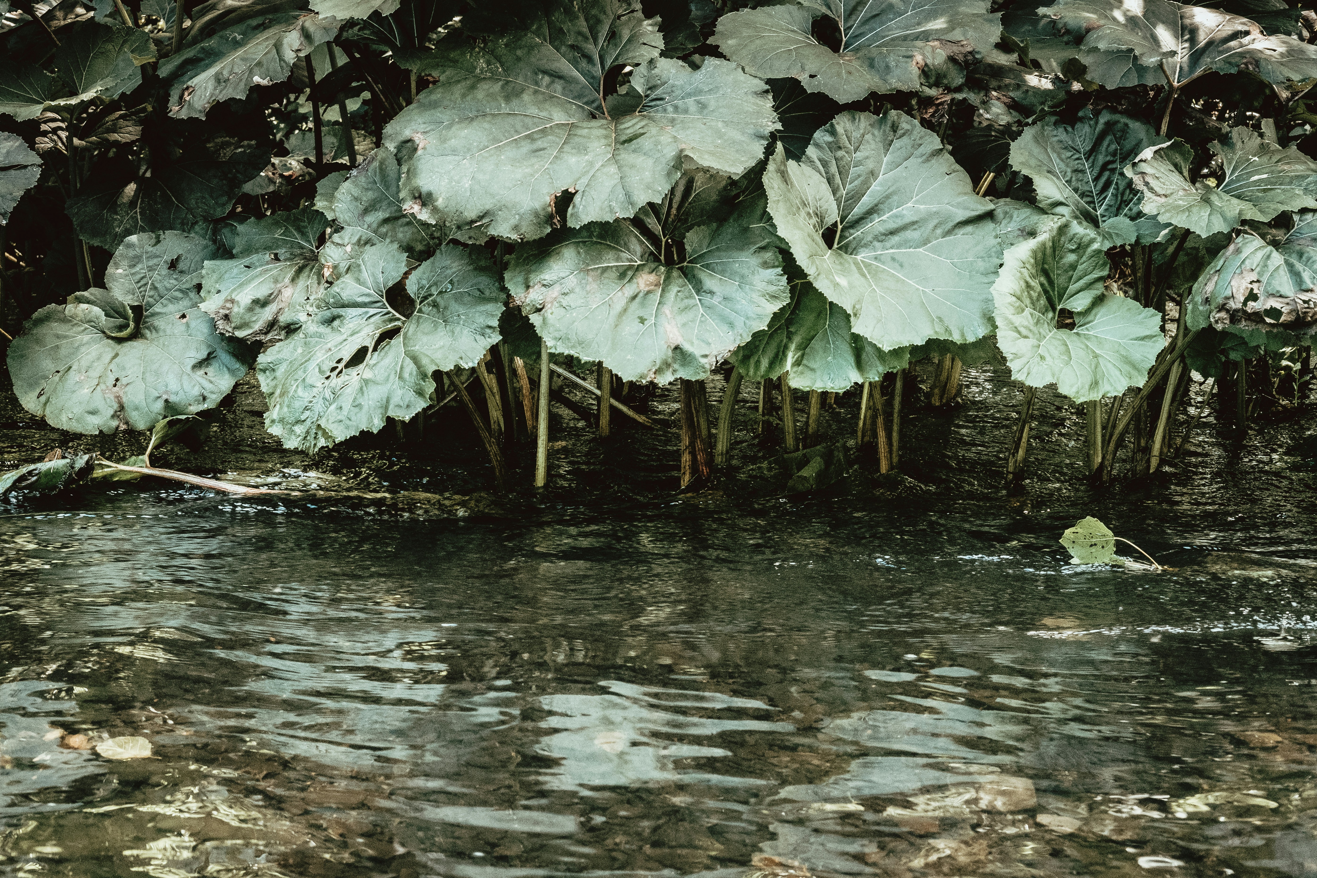 green leaves on body of water