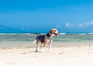 tricolor beagle running on beach during daytime