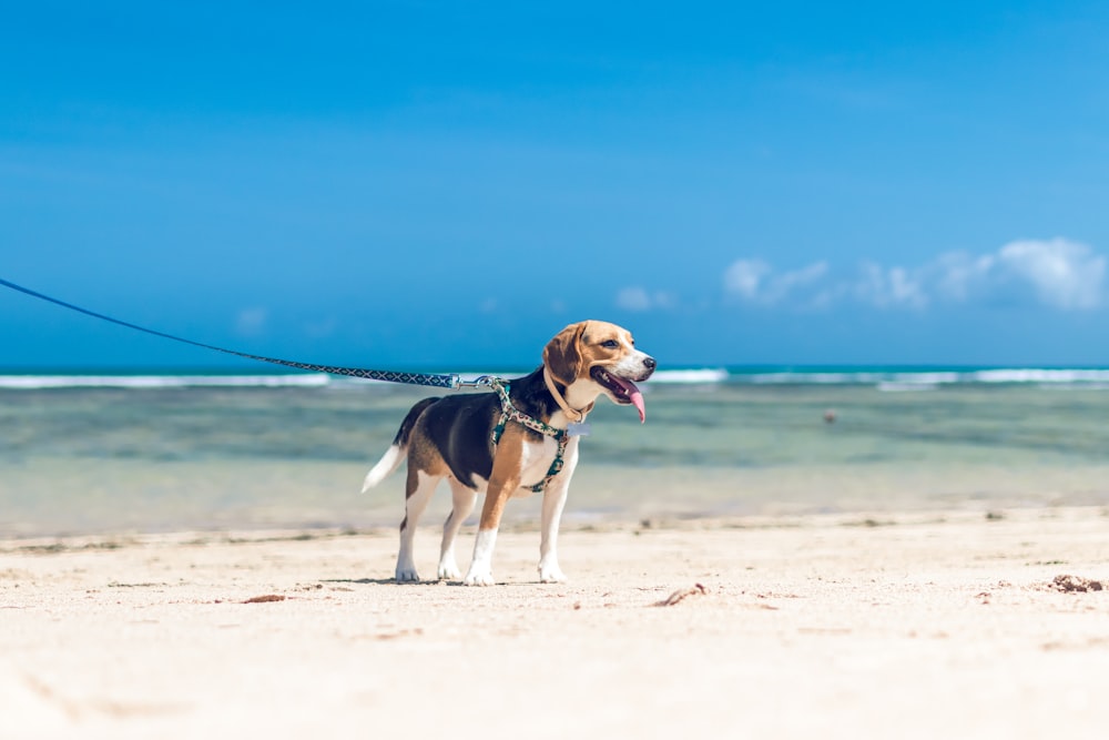 tricolor beagle running on beach during daytime