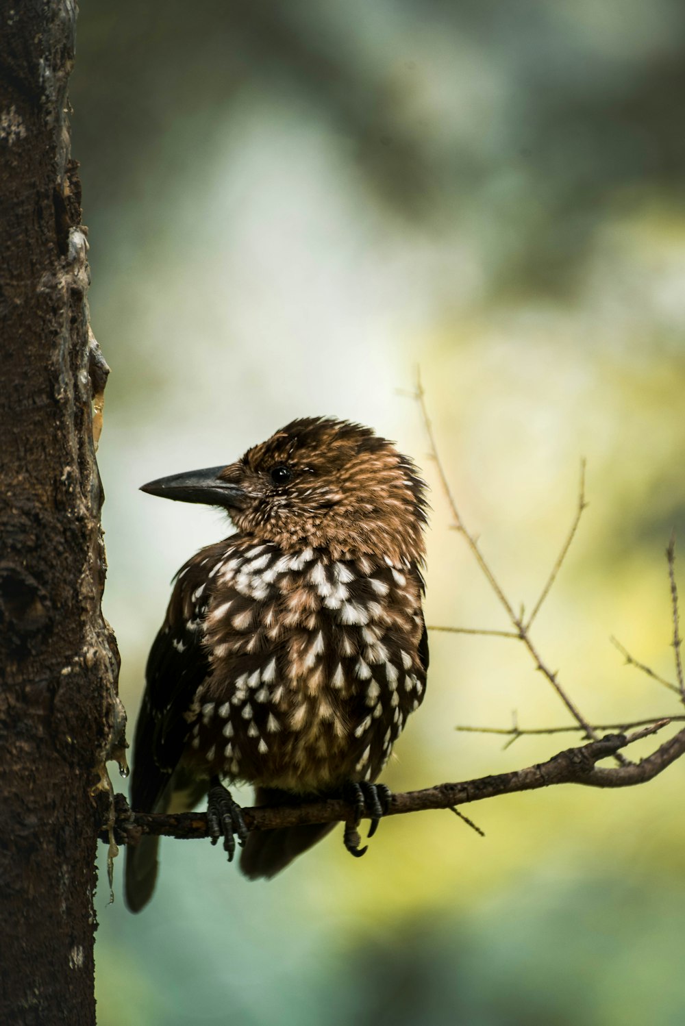 brown and white bird on brown tree branch during daytime