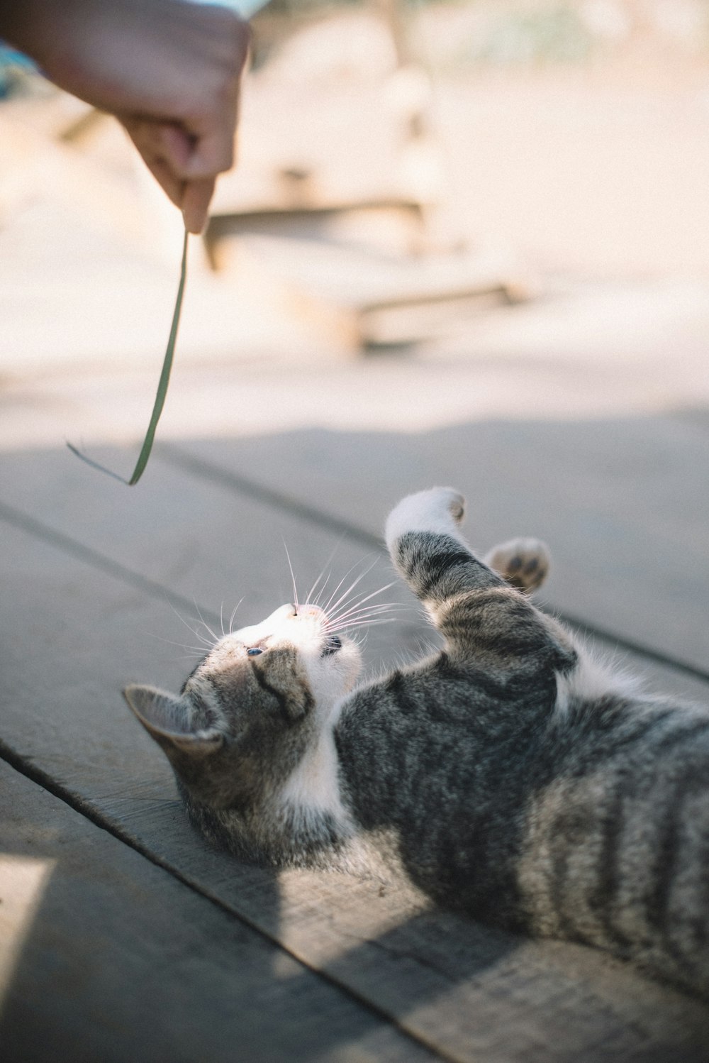 chat tigré argenté couché sur le sol