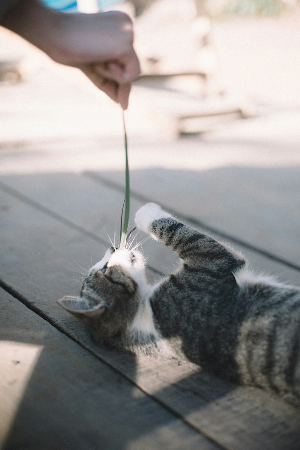 床に横たわる銀色のぶち猫