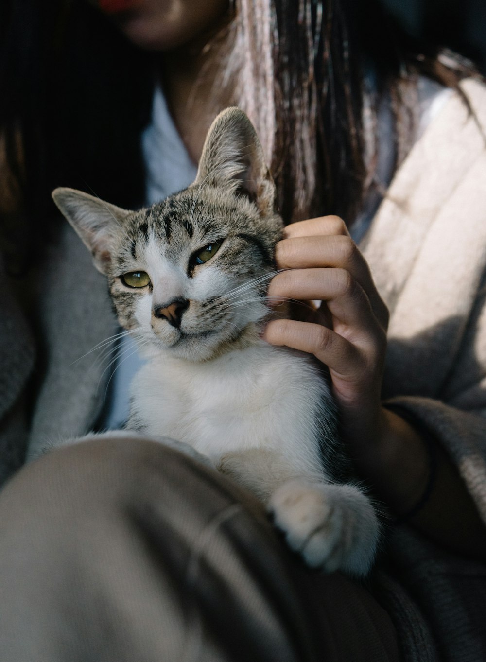 personne tenant un chat blanc et brun