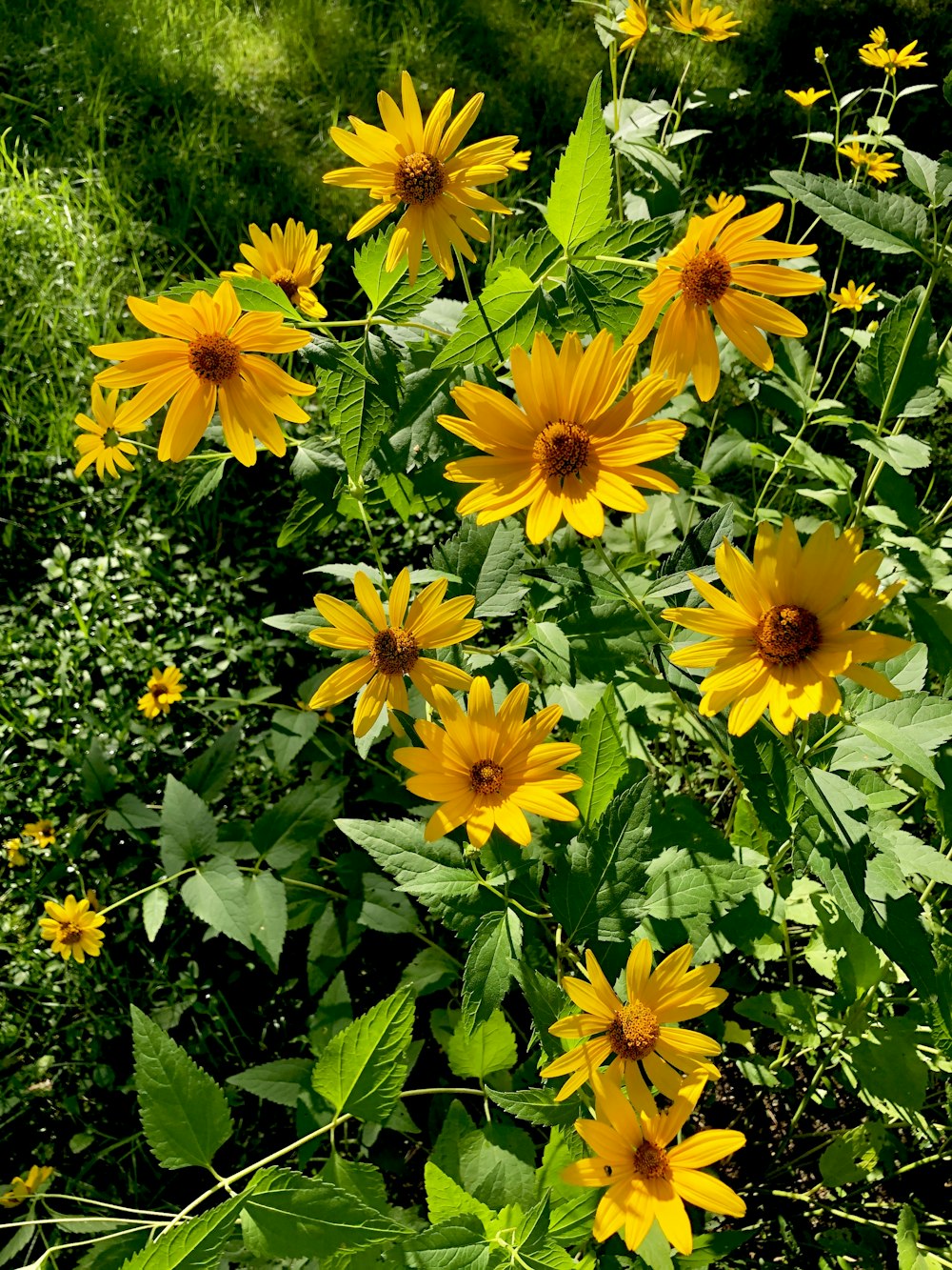 yellow flowers with green leaves