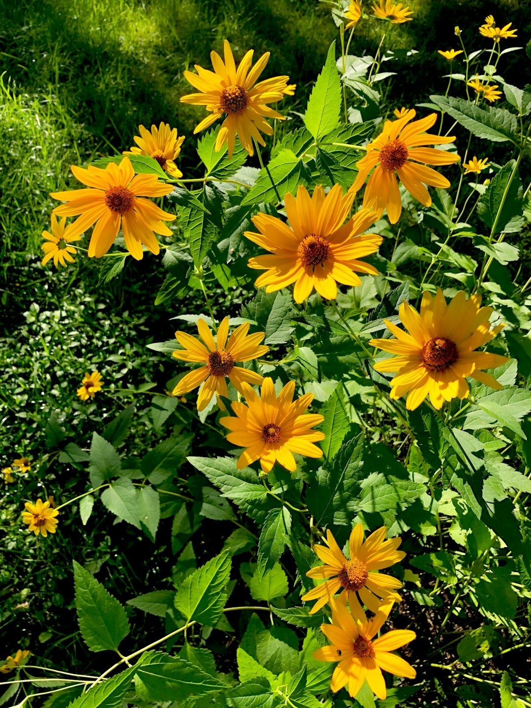 yellow flowers with green leaves